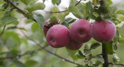 Россия закупит яблоки у сирийских фермеров